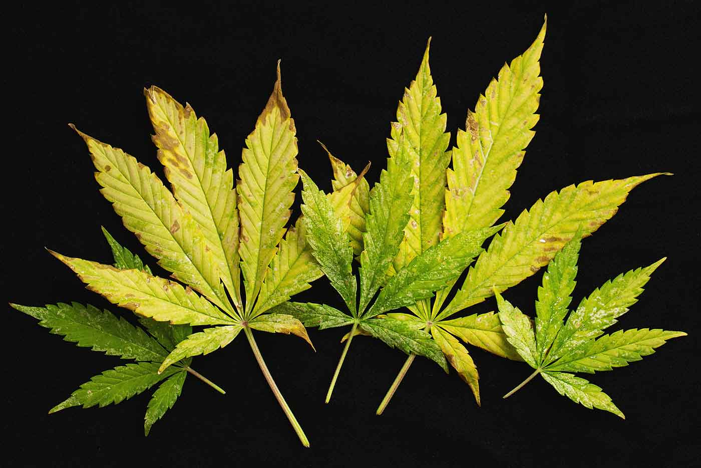 Marijuana Leaves