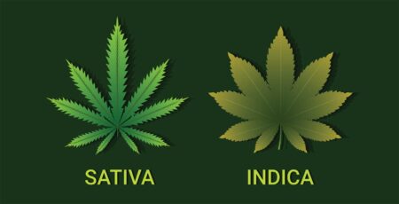 Indica and Sativa