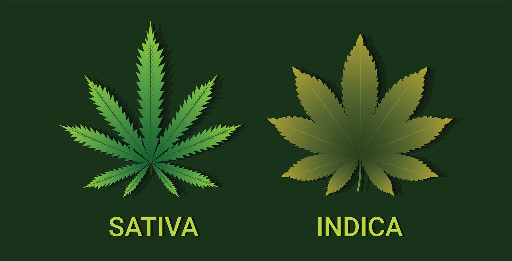 Indica and Sativa