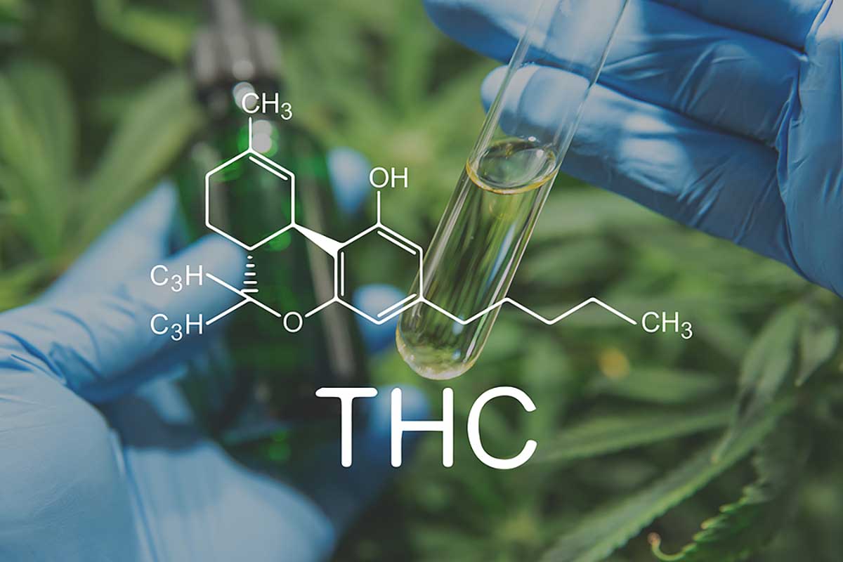 Cannabis THC