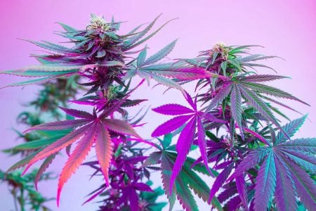 Colorful Cannabis Plant