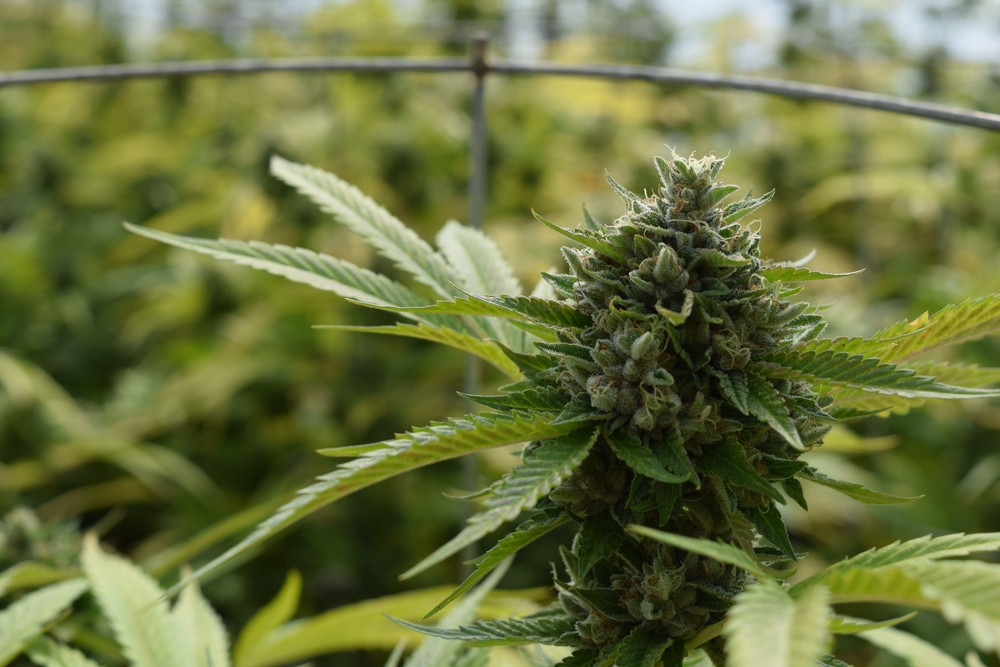 Top 10 Most Mold Resistant Strains on Crop King Seeds Crop King Seeds