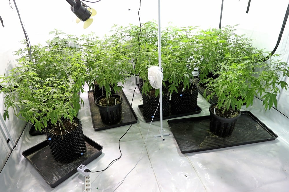 Best Indoor Growing Marijuana Strains
