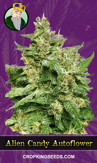 Buy Alien Candy Strain Autoflowering Marijuana Seeds | Crop King Seeds