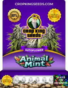 Animal Mint Strain