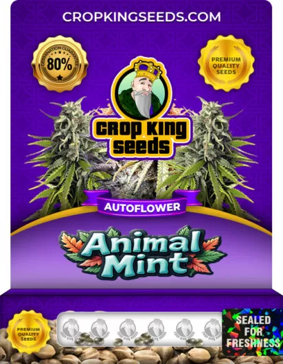 Animal Mint Strain