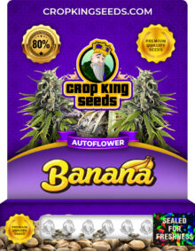 Banana Strain