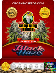 Black Haze