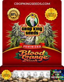 Blood Orange Kush