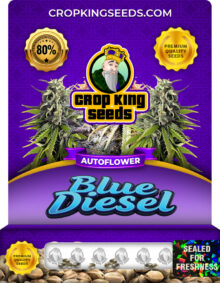 Blue Diesel Autoflowering Marijuana Seeds