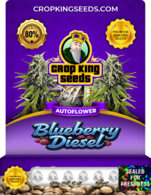 Blueberry Diesel Strain