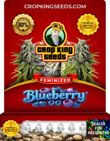 Blueberry OG Strain