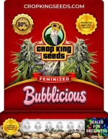 Bubblicious Strain