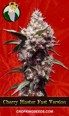 Cherry Blaster Strain