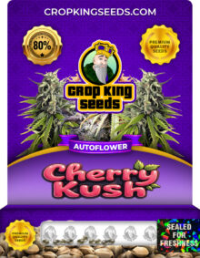 Cherry Kush