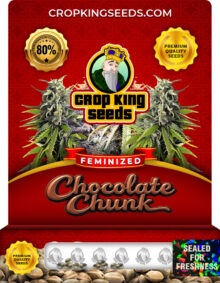 Chocolate Chunk Strain