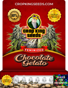 Chocolate Gelato Strain