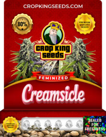 Creamsicle Strain