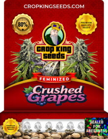 Crushed Grapes Strain