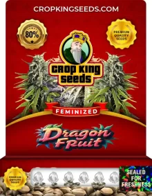 Dragon Fruit Feminized