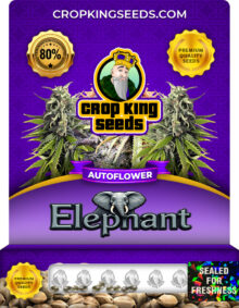 Elephant Strain