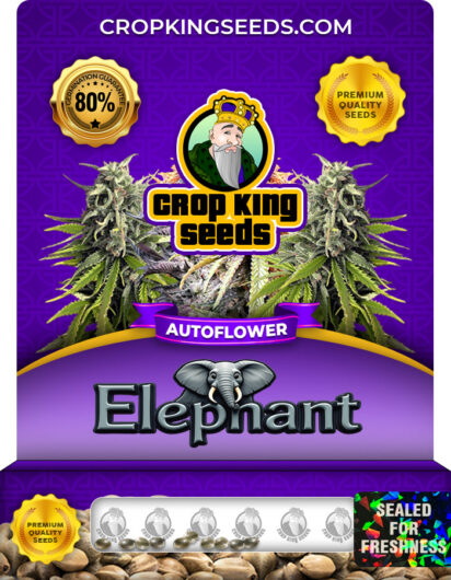 Elephant Strain