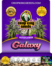 Galaxy Autoflower Marijuana Seeds
