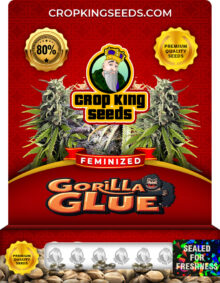 Gorilla Glue Strain