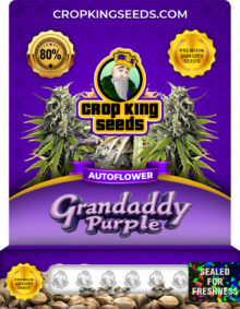 Grandaddy Purple Strain