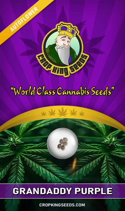 Grandaddy Purple Strain Autoflowering