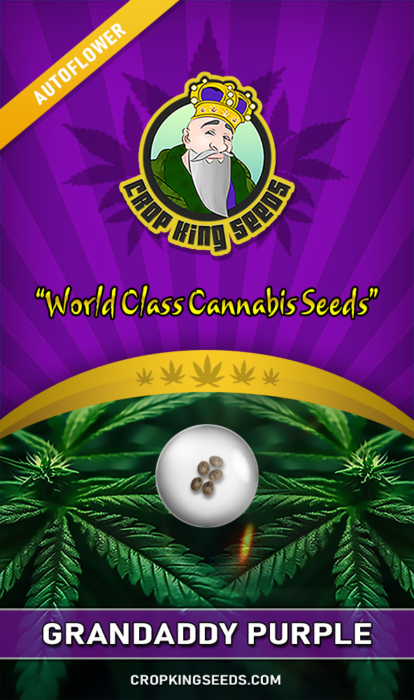 Grandaddy Purple Strain Autoflowering