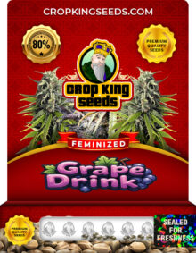 Grape Drink Strain