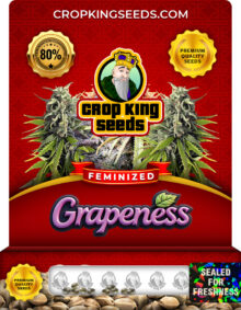 Grapeness Strain
