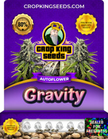 Gravity Autoflower Marijuana Seeds