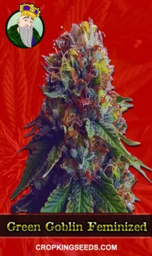 Green Goblin Strain