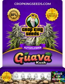 Guava Kush