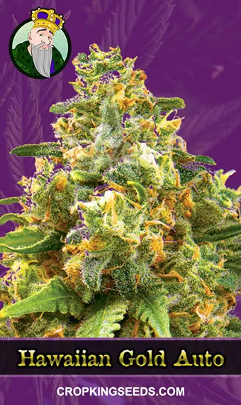 Medical Hemp Auto. Gold Pack 3-seeds pack