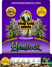 Hemlock Strain
