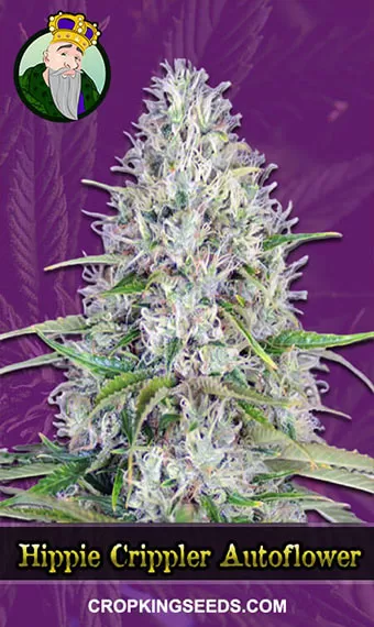 Hippie Crippler Strain