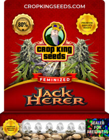 Jack Herer Feminized Marijuana Seeds