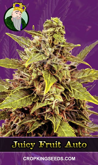 Medical Hemp Auto. Gold Pack 3-seeds pack