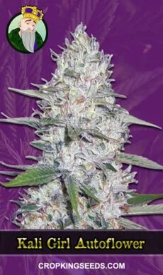 Kali Girl Strain