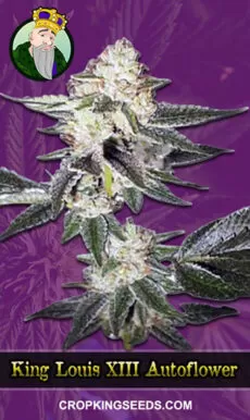 King Louis XIII Strain