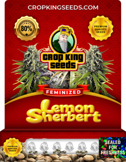 Lemon Sherbert Strain