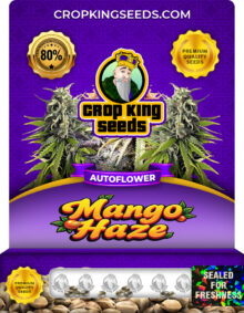 Mango Haze