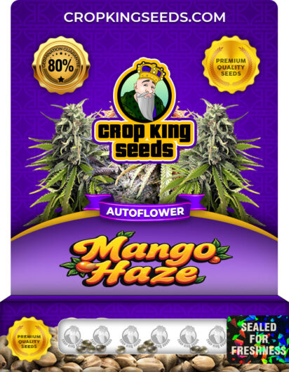 Mango Haze