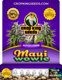 Maui Wowie Strain