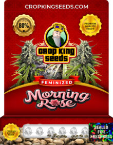 Morning Rose Strain