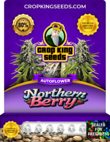 Northern Berry Strain