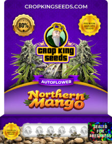 Northern Mango Strain